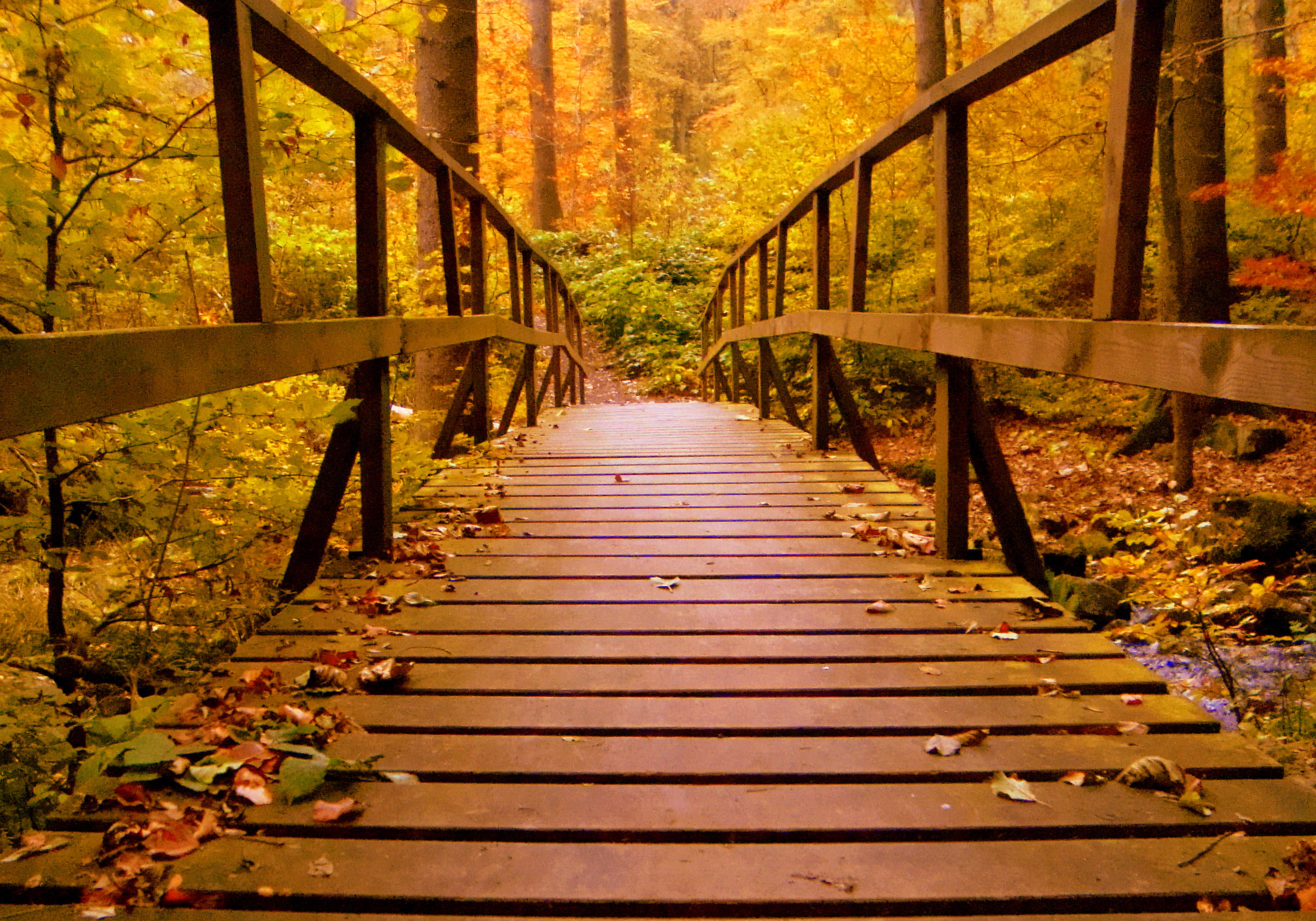 Wooden Bridge Forest Autumn Leaves, HD Nature, 4k Wallpapers, Images