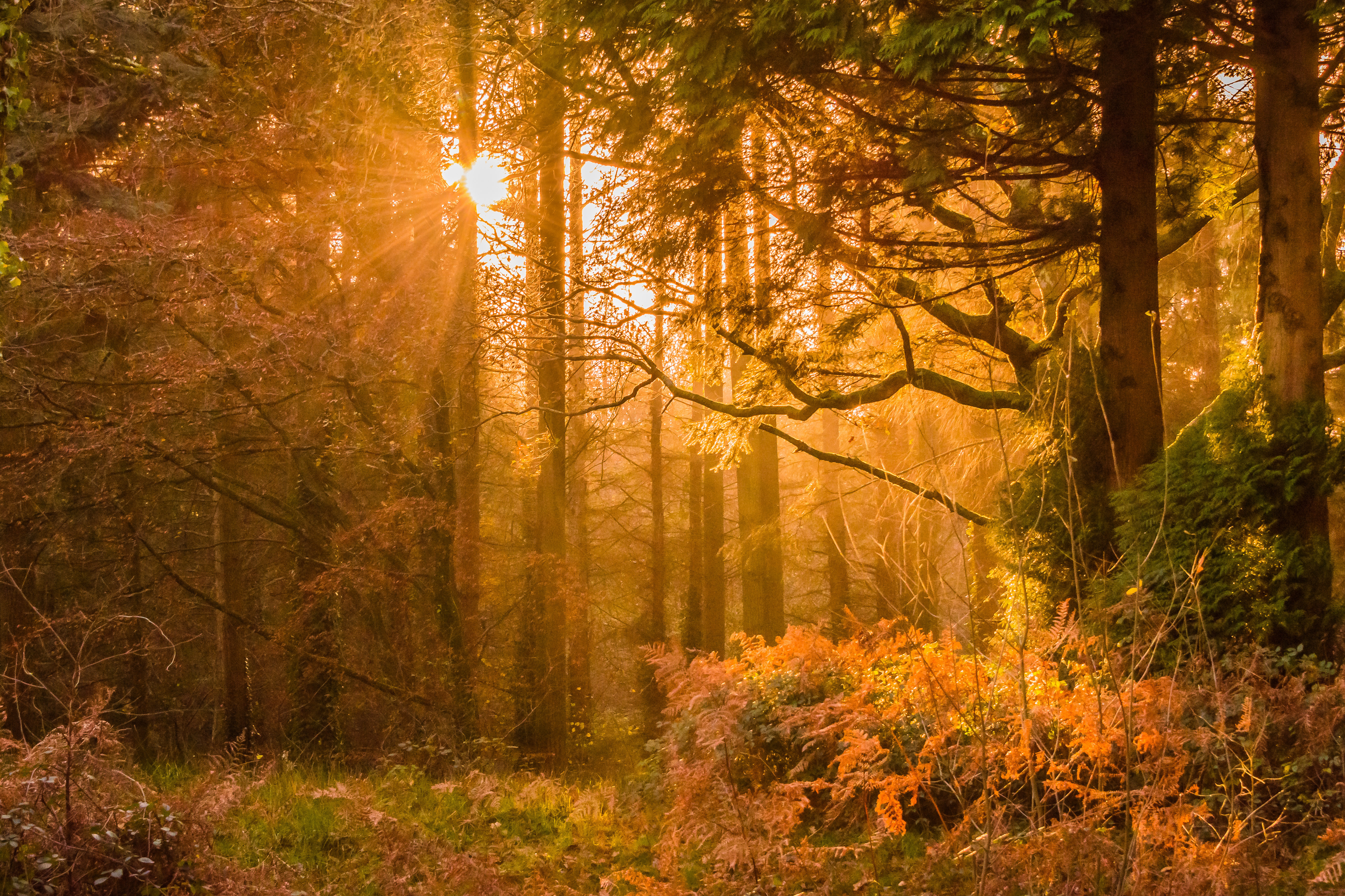 2560x1440 Yellow Sunset Rays In Forest 1440P Resolution HD  