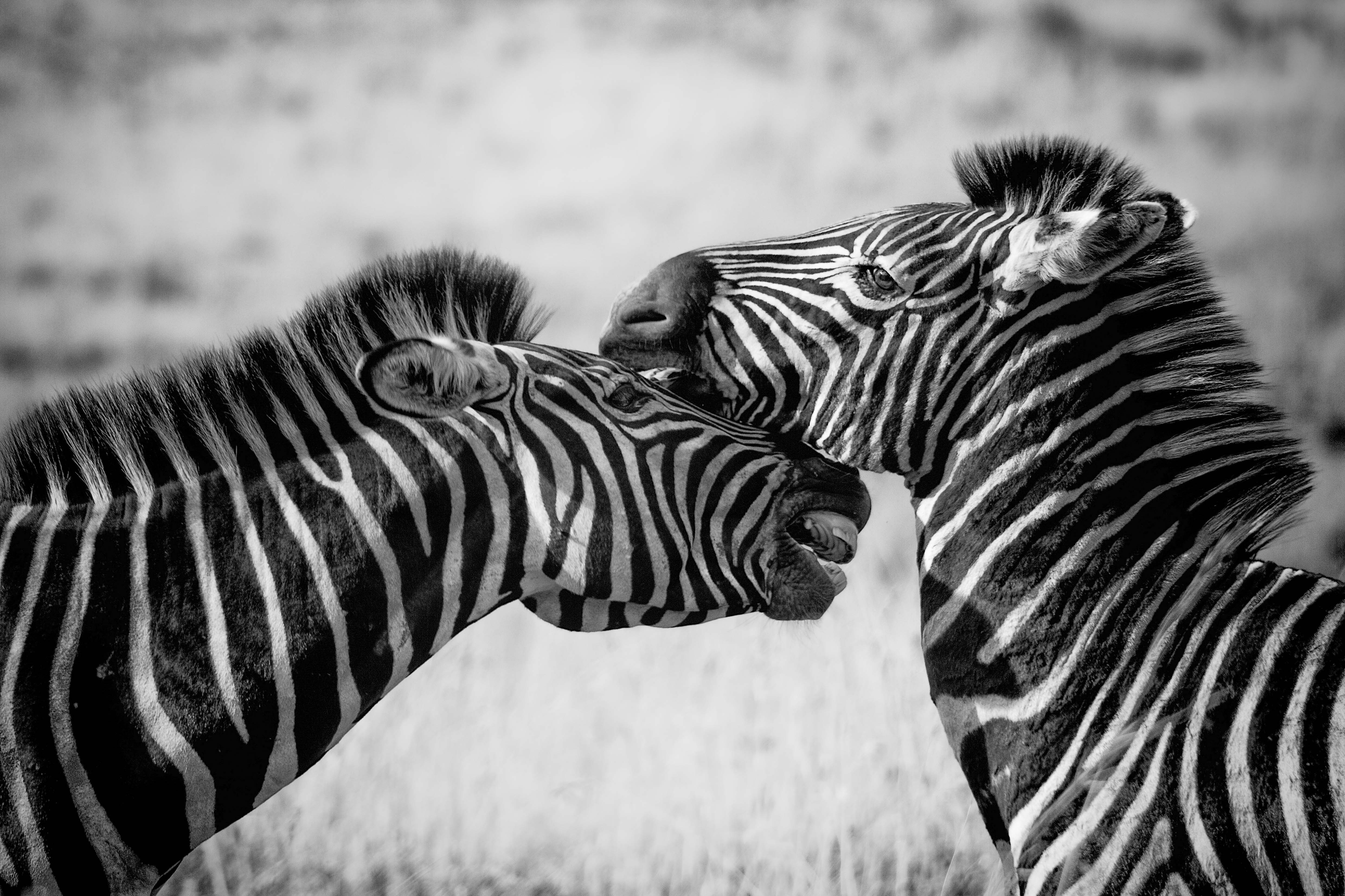 Zebras Black  And White 4k  HD Animals 4k  Wallpapers  